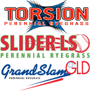 Elite Rye Grass Seed St Catharines