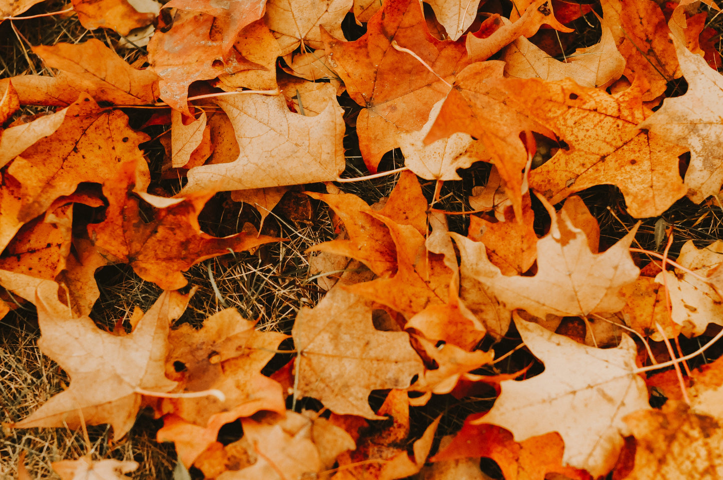 Fall clean up Images of leaves