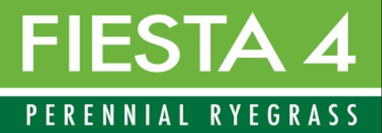 Fiesta 4 Perennial Ryegrass