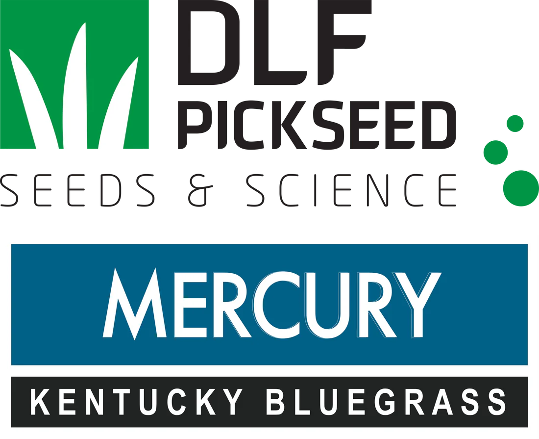 Mercury Kentucky Bluegrass (Poa pratensis) America-type