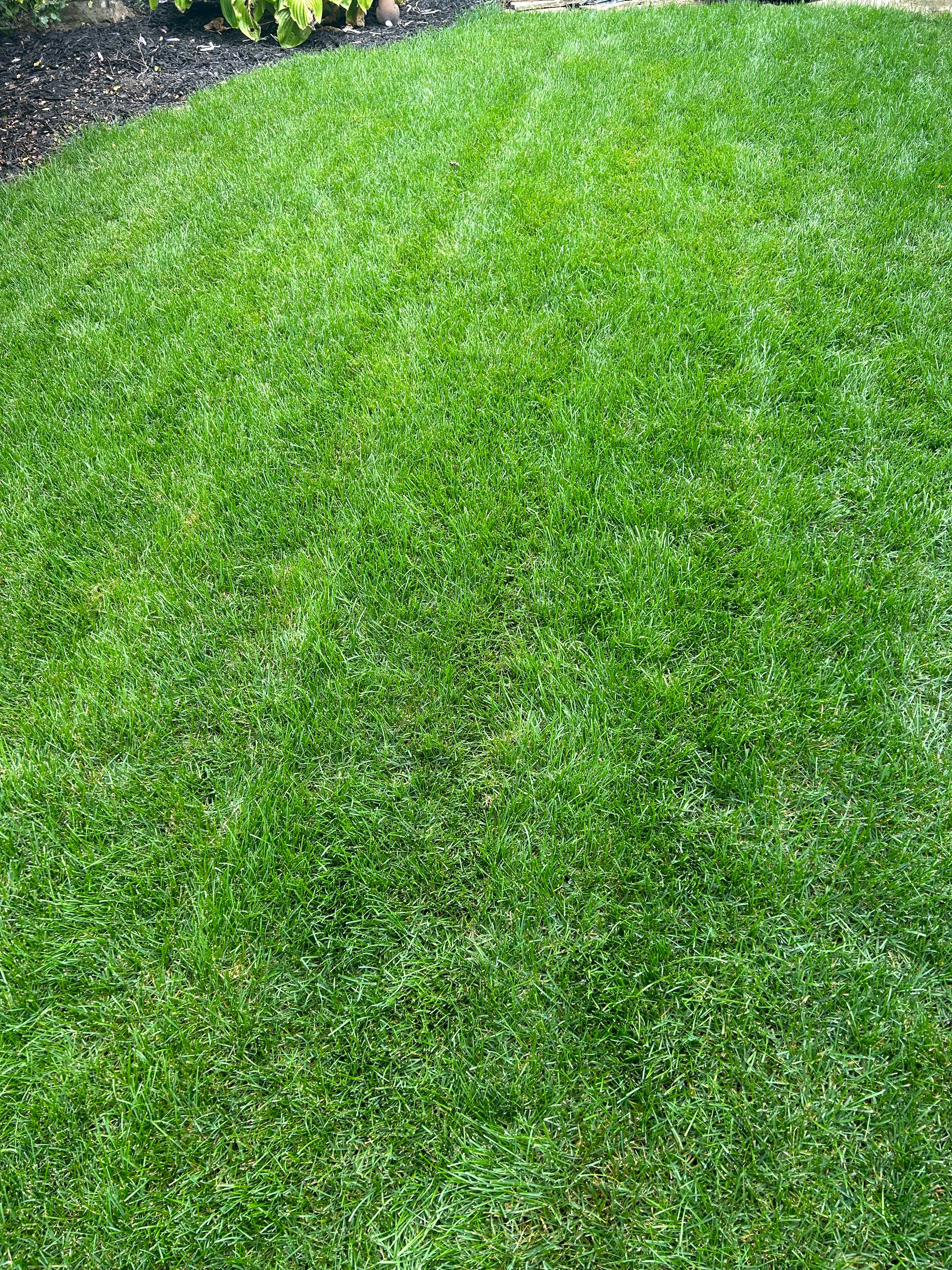 fully established lawn from seeding