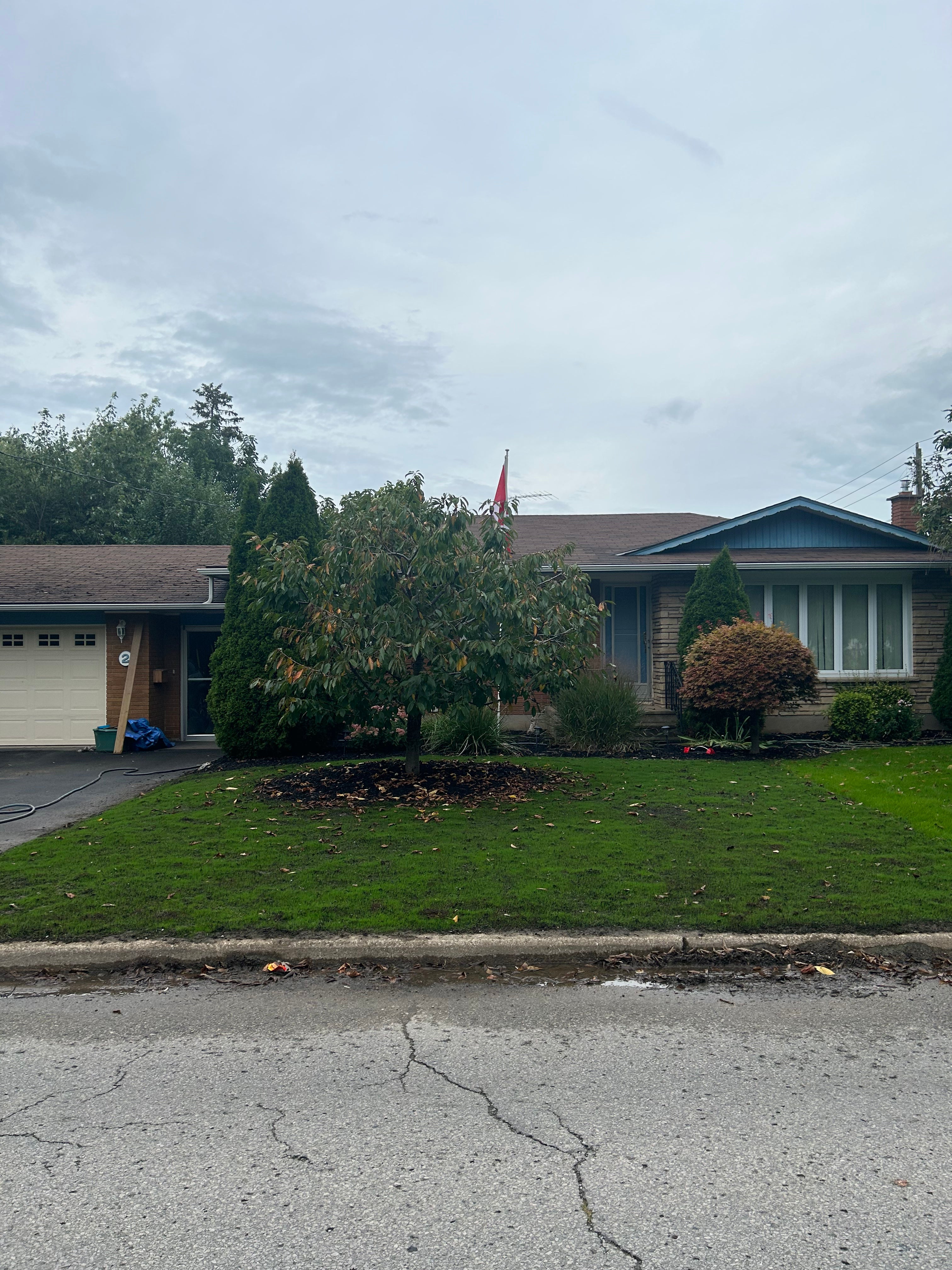 seeded lawn, germination in progress