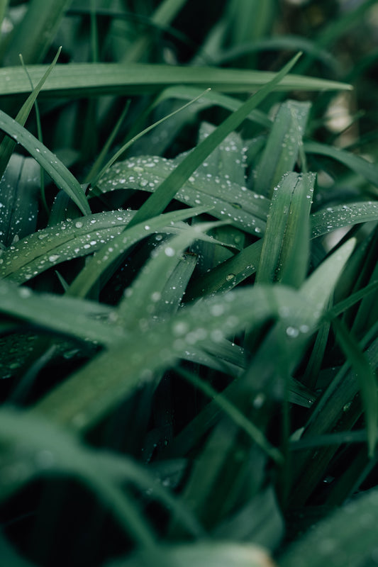 Get a Greener Lawn: Why Humic Acid Is Your Grass’s New Best Friend"