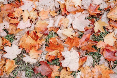 image of fall lawn Niagara Falls