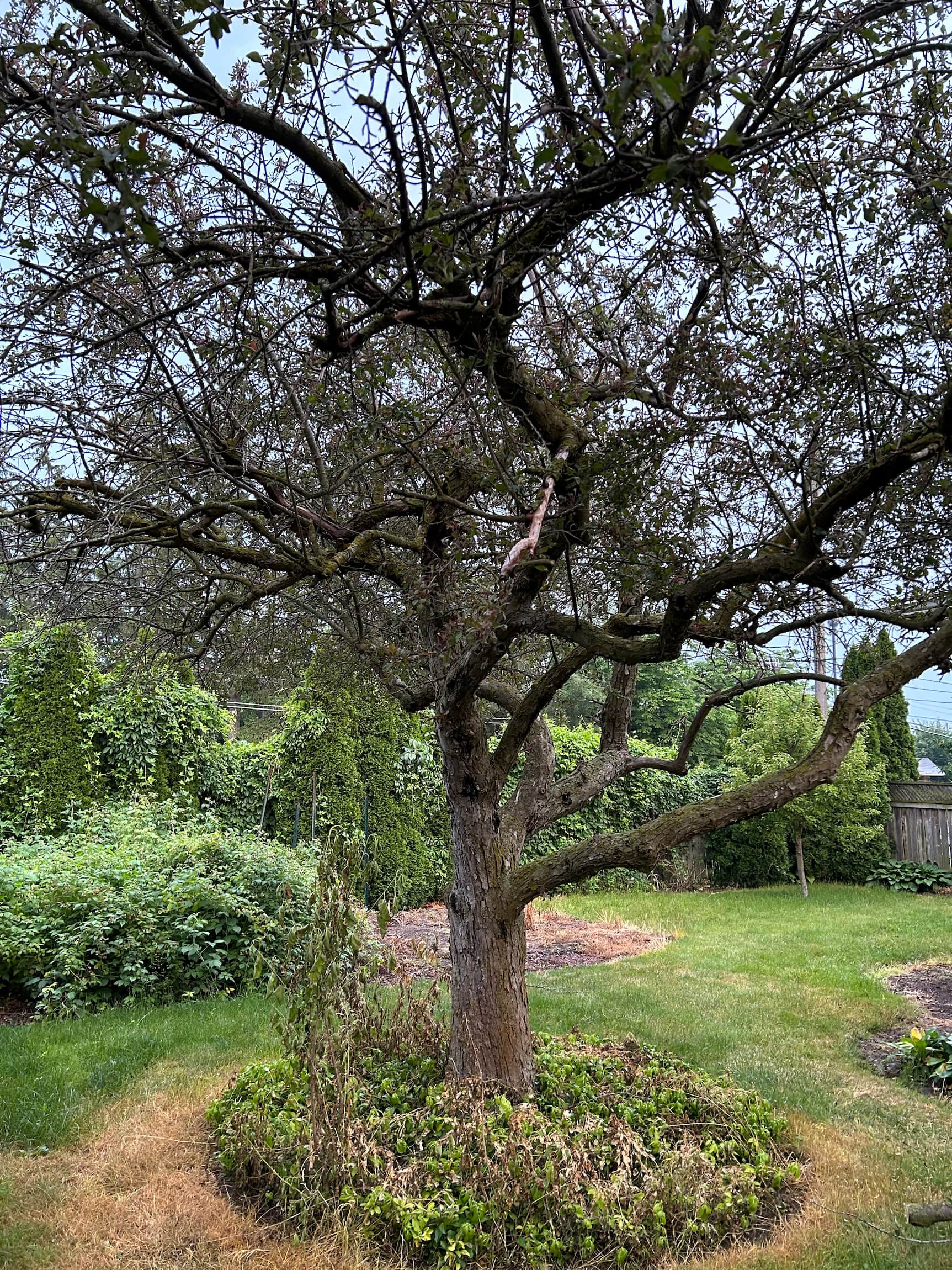 backyard before and after sod installation and tree removal location St.Catharines