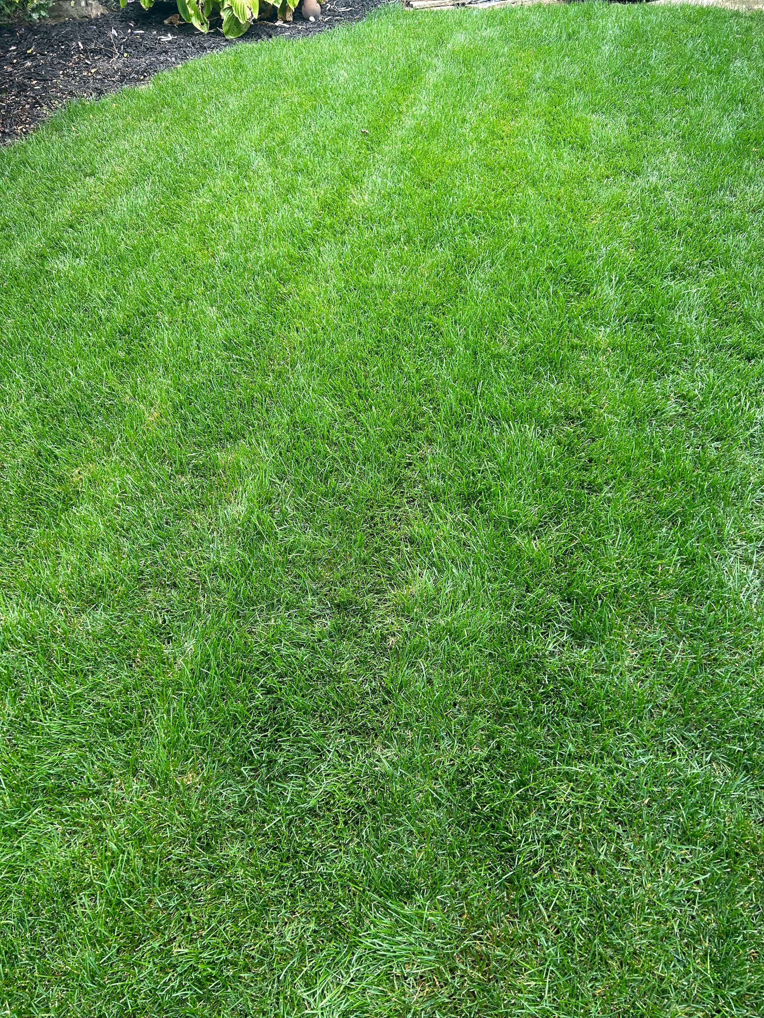 fully established lawn from seeding in St. Catharines