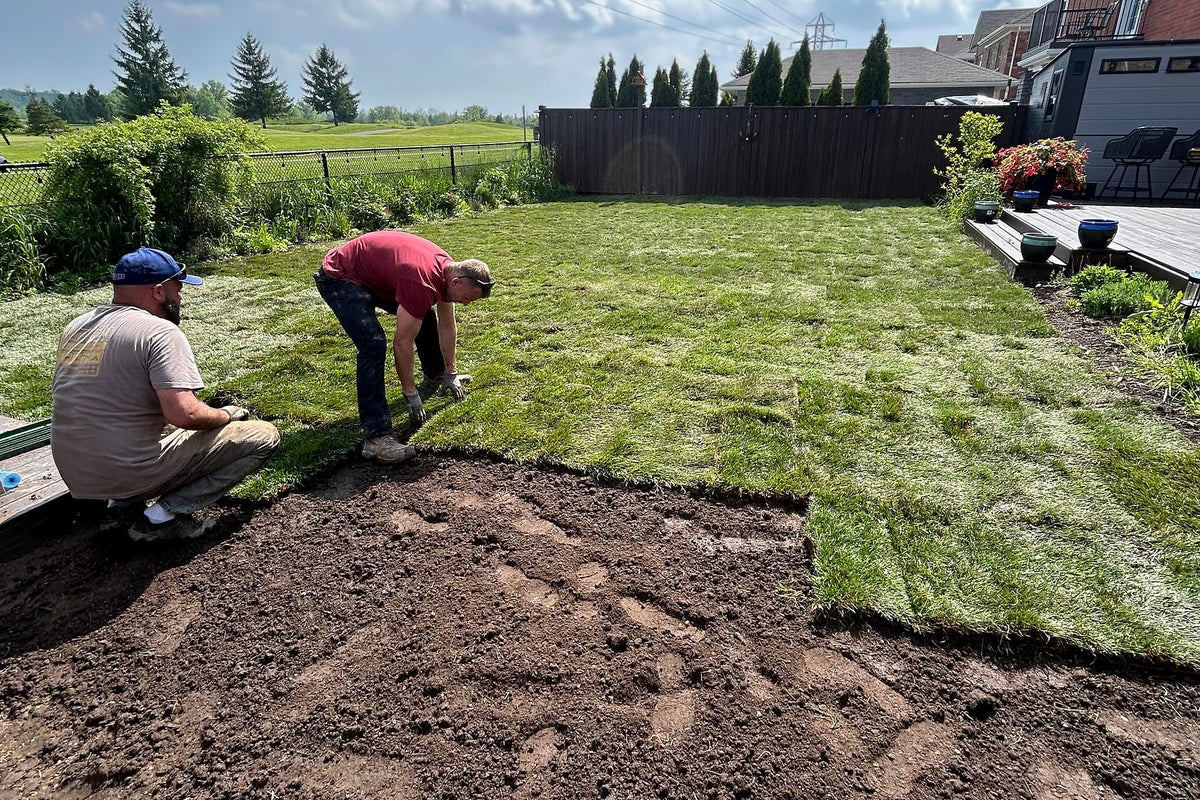 LawnJunkie crew laying sod across a Niagara-on-the-Lake backyard, half the lawn finished and half still bare soil